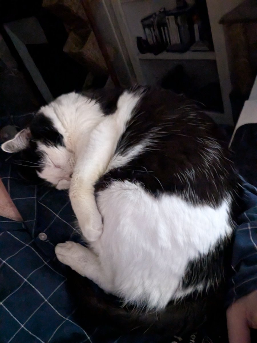 Comment ne pas aimer les chats