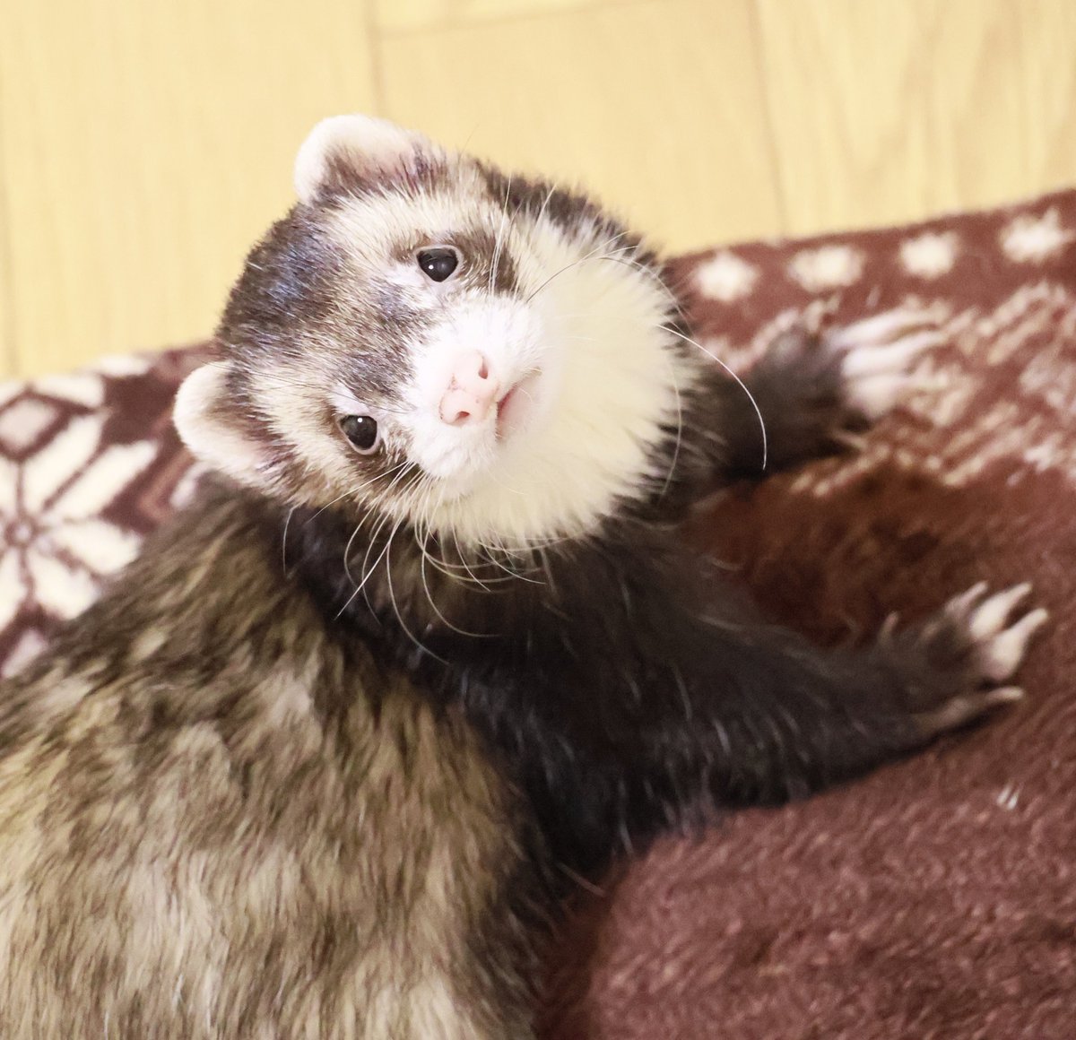 みお　まんまるあにまるず　フェレット×2 12／18更新】お店で販売しているフェレット達のご紹介♪(熱帯俱楽部