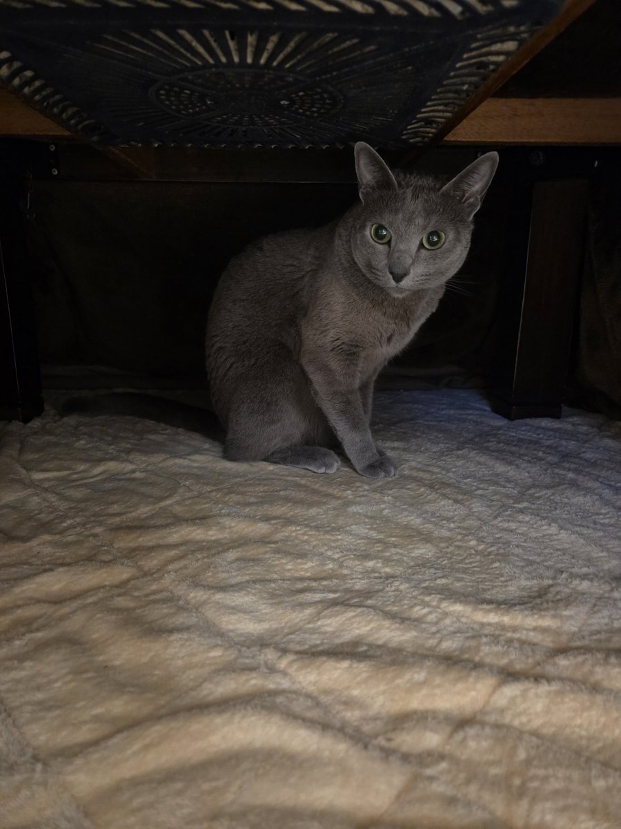 おはようございます☀️ ロボニャン？🤣 #猫のいる暮らし #ロシアンブルー