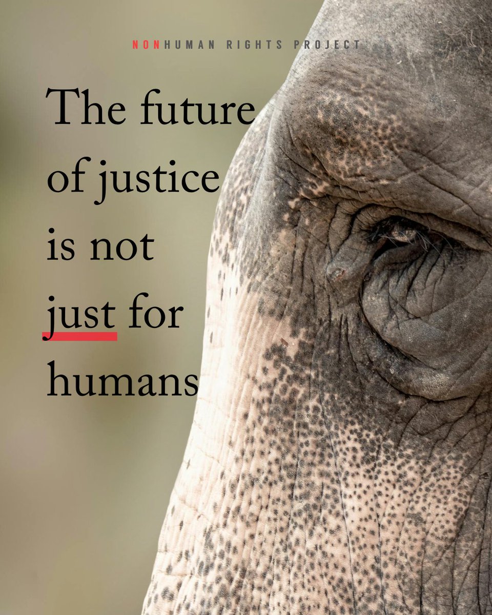 NonhumanRights's tweet image. We believe justice is not a finite resource, and it shouldn't be limited by species. ⚖️ Through midnight tomorrow, all gifts are DOUBLE MATCHED ❤️. Give now to double your impact for #nonhumananimals in 2026: bit.ly/4aEHV5A