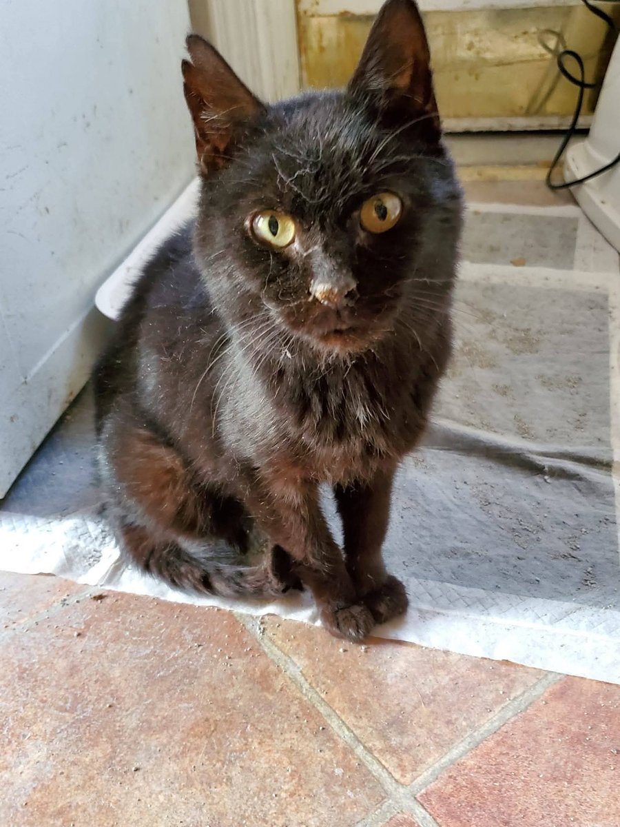 Michelle Eisenberg tweet media