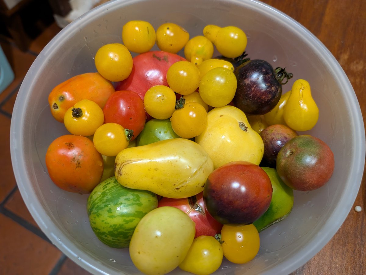 La maravillosa diversidad de tomates orgánicos de la finca La Frutilla, acá en Vaqueros, Salta