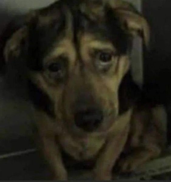 herakleos tweet media