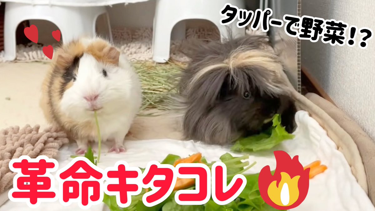 この動画を今年の「ベストオブザmottoちゃんねる」とさせてください