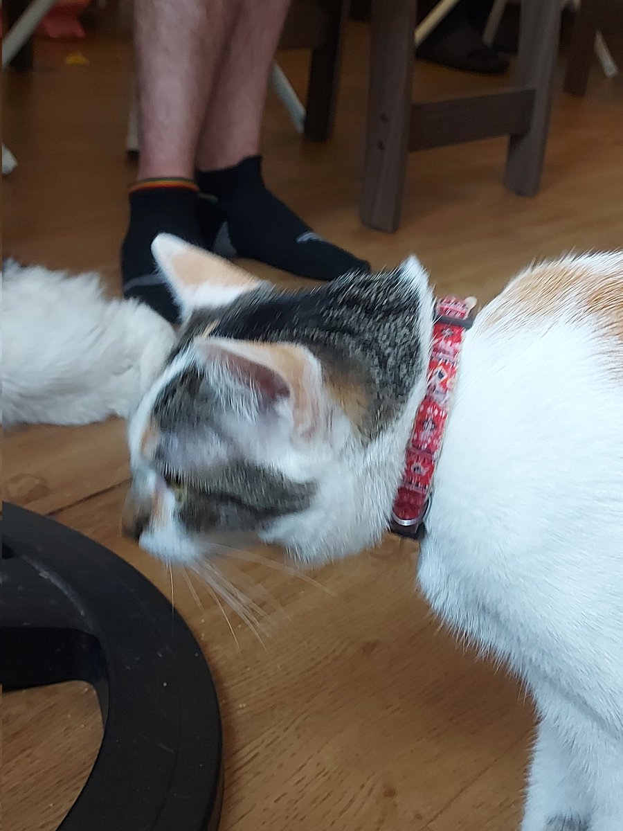 remivlr's tweet image. FUI EM UM CAT CAFÉ E EU TO TÃO, MAS TÃO FELIZ!!!!