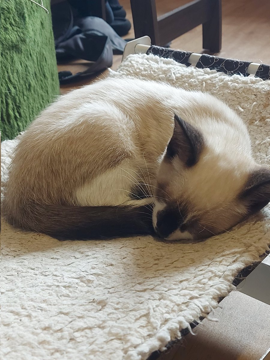 remivlr's tweet image. FUI EM UM CAT CAFÉ E EU TO TÃO, MAS TÃO FELIZ!!!!