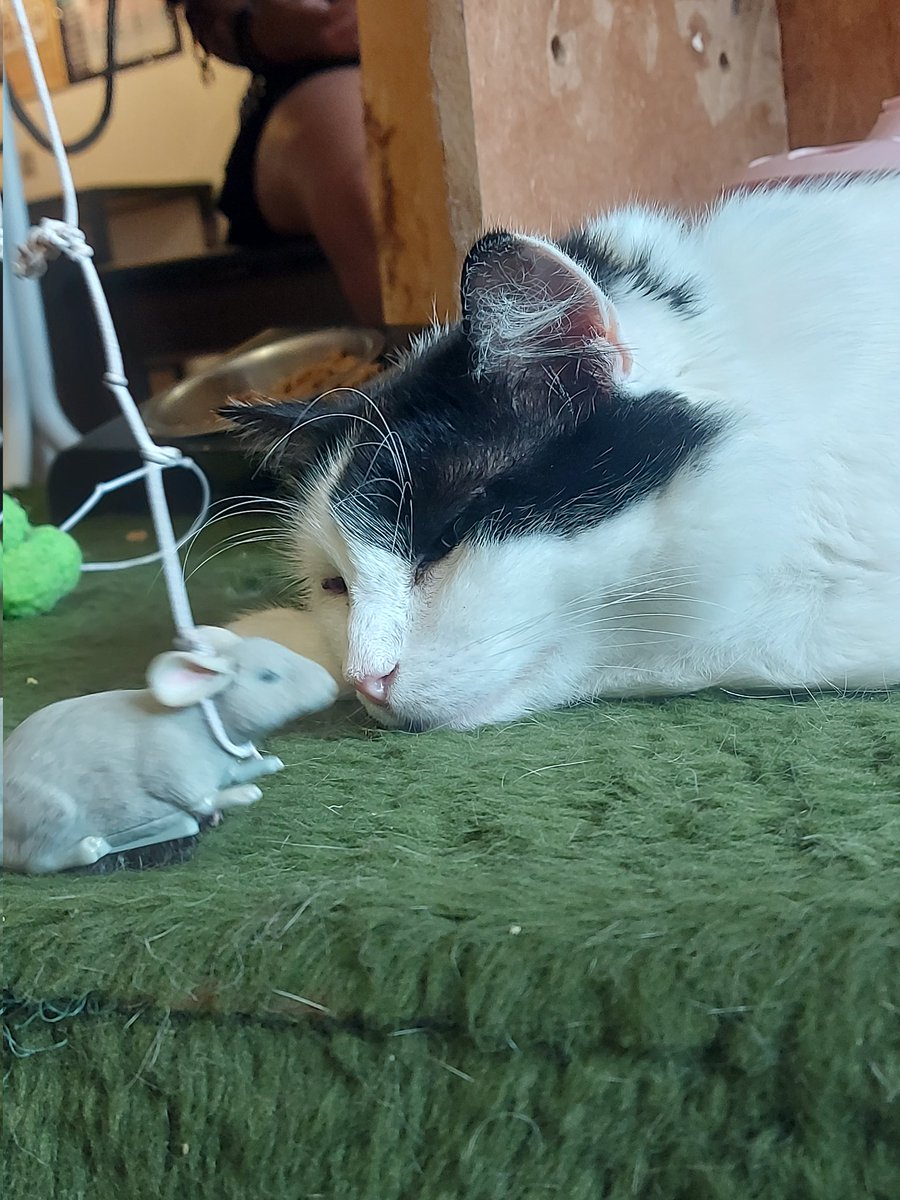 remivlr's tweet image. FUI EM UM CAT CAFÉ E EU TO TÃO, MAS TÃO FELIZ!!!!