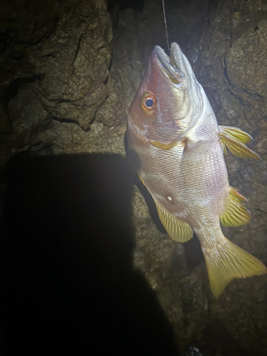 ネズミン🐟🌈国民ちぎょっぴ tweet media