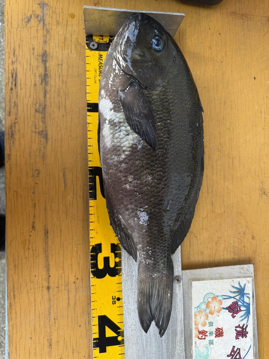 ネズミン🐟🌈国民ちぎょっぴ tweet media