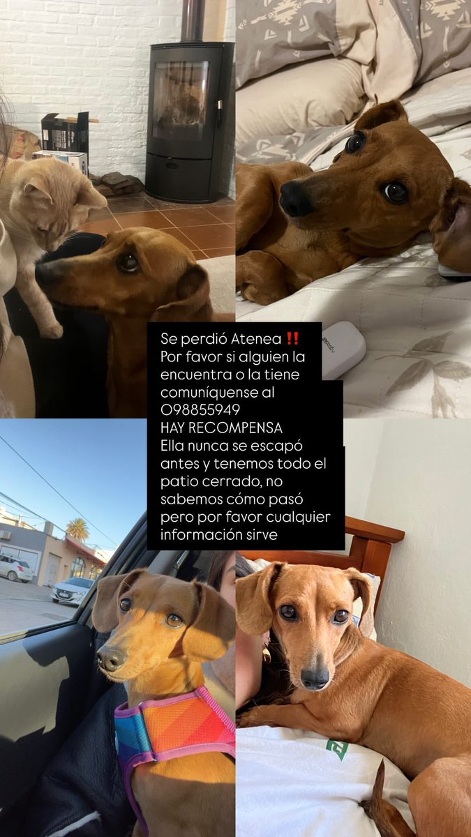 En Piriápolis, tiene 7 años, es súper mimosa y le encanta la gente, es muy apegada a nuestra familia por lo que debe de estar asustada, por favor si alguien ve a una perra parecida o algo que llamen o manden mensaje a ese contacto 🙏🏼