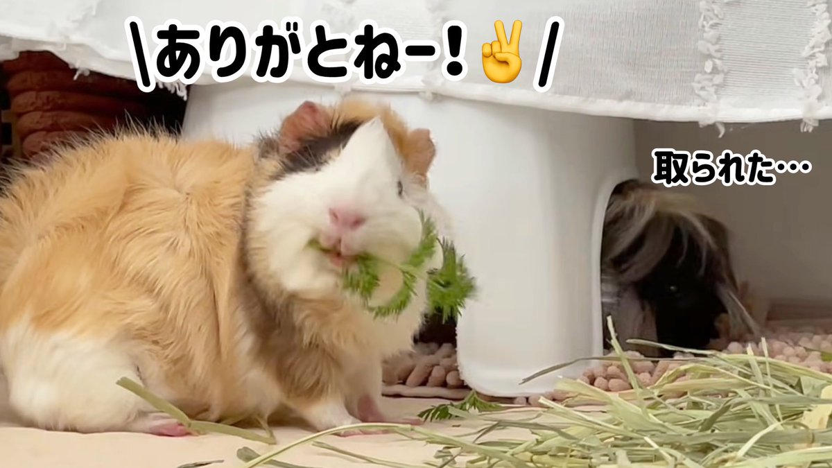 おもろモルモットの白黒ちゃんに助けられた一年でした、本当に。
君たち来てくれてありがとうね…