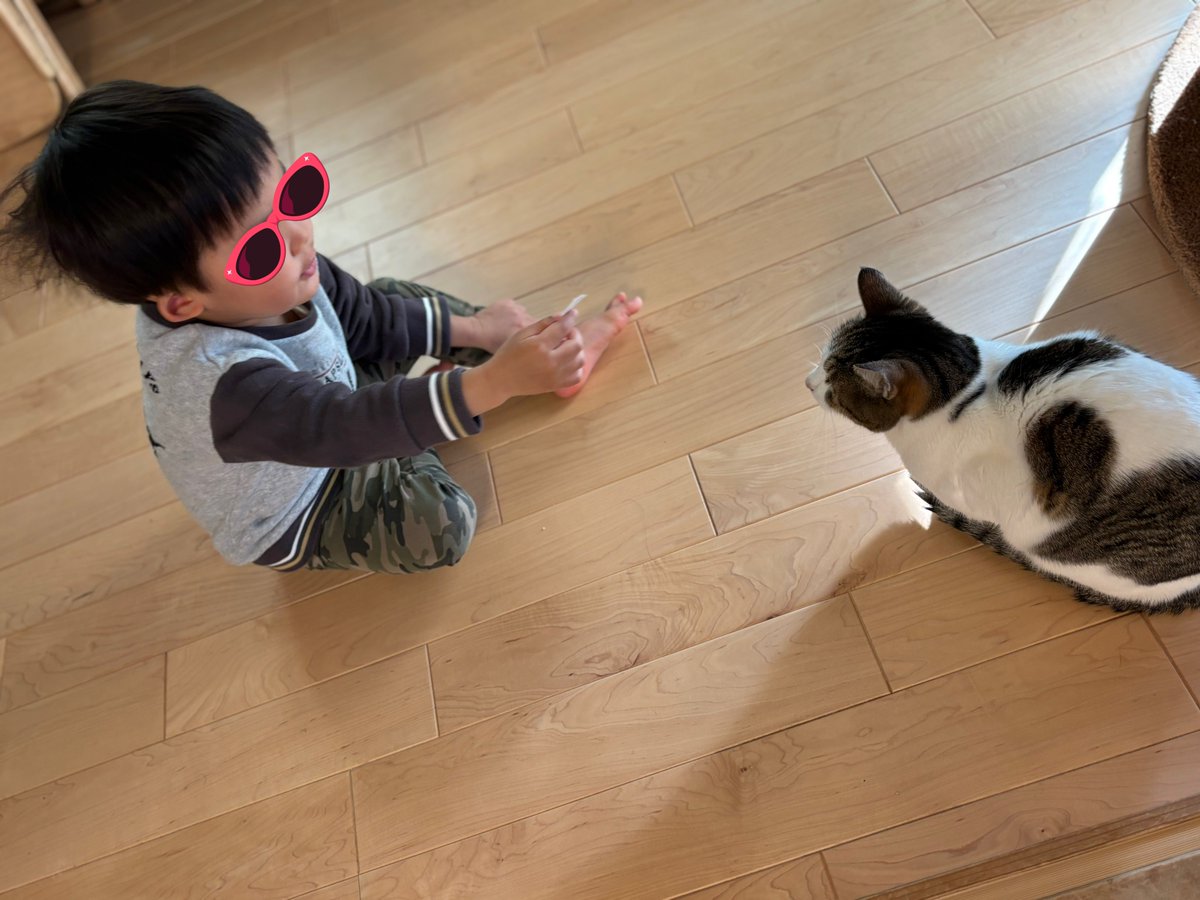 Post by ゆずは💫 on X: 猫と会話