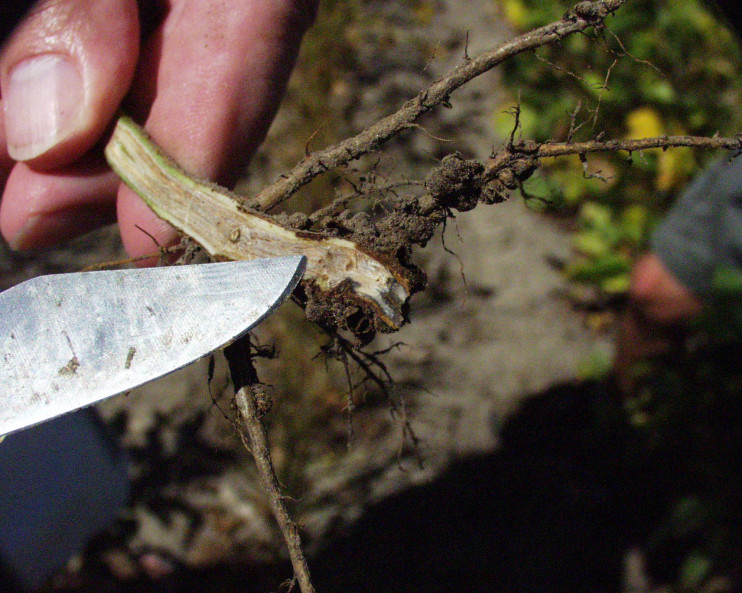 Crop Protection Network tweet media