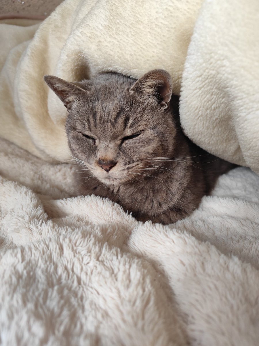 帰省中。
今日は猫を愛でながら今年を振り返ろうと思う。
色々考える1年だったな〜