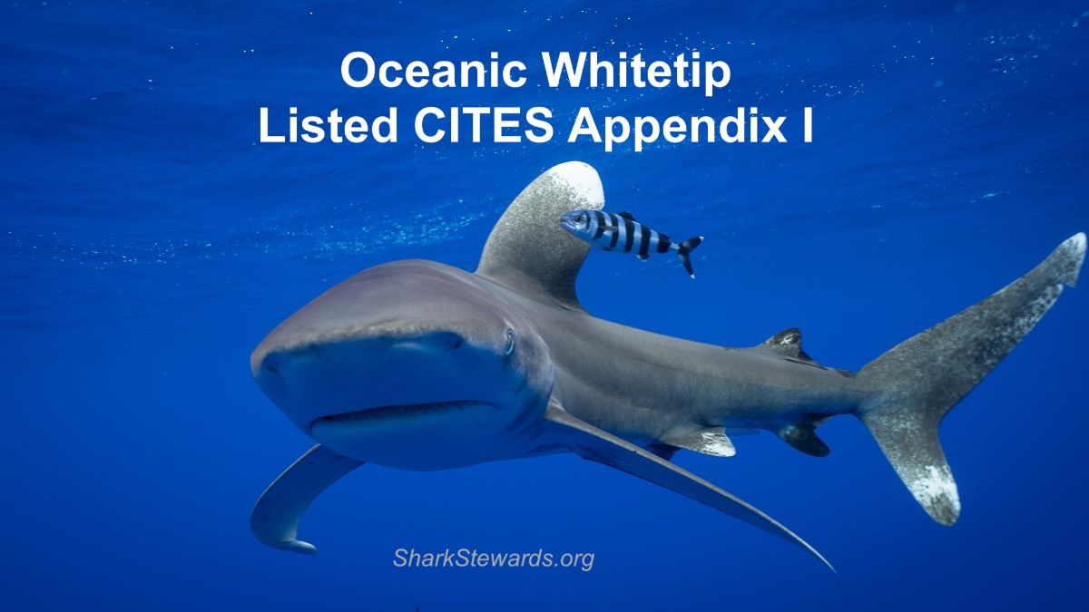 David McGuire, SHARKSTEWARDS tweet media