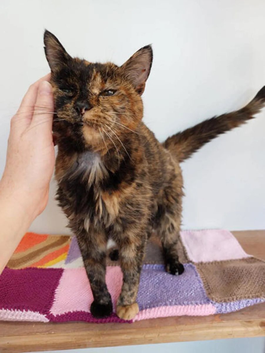 🚨VEJA: A gata britânica Flossie, considerada pelo Guinness World Records a mais velha do mundo ainda viva, completou 30 anos. Ela nasceu em 29 de dezembro de 1995.