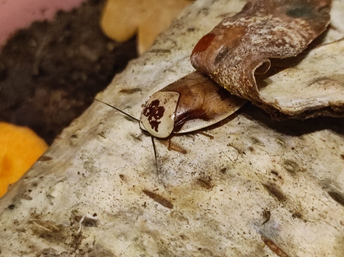 Brotes23 tweet media