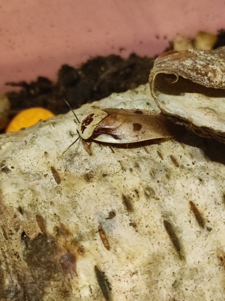 Brotes23 tweet media