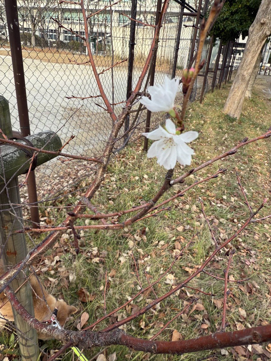 桜？梅？
咲いてる