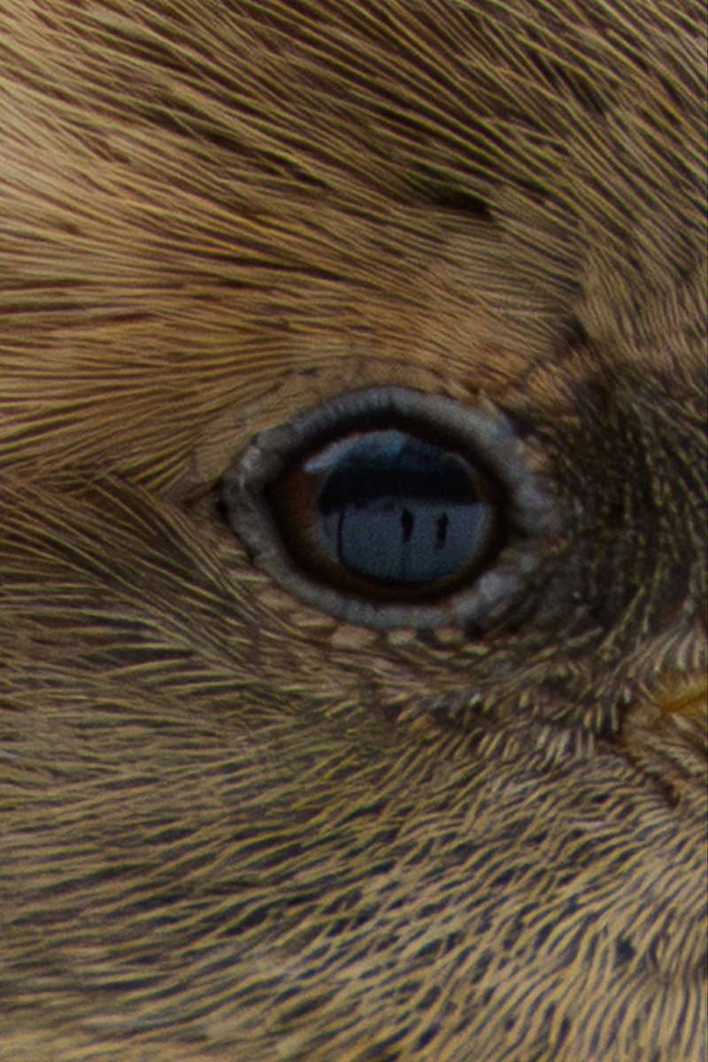 grant9966's tweet photo. “if you gaze for long into an abyss, the abyss gazes also into you.”

#birdcpp https://t.co/cUvbhQ2HcI