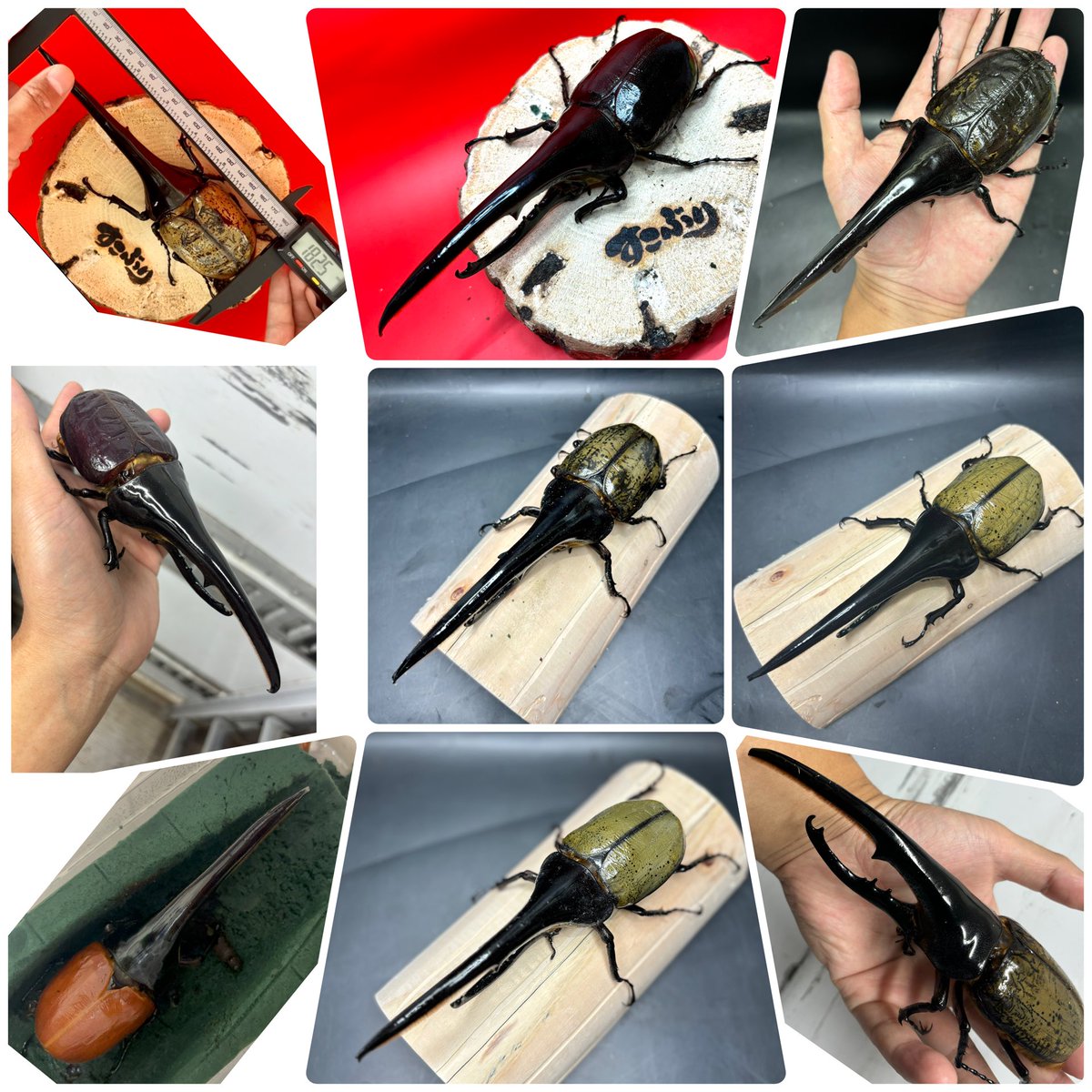 かぶぶくわわ (@mushi_lowkun) / Posts / X