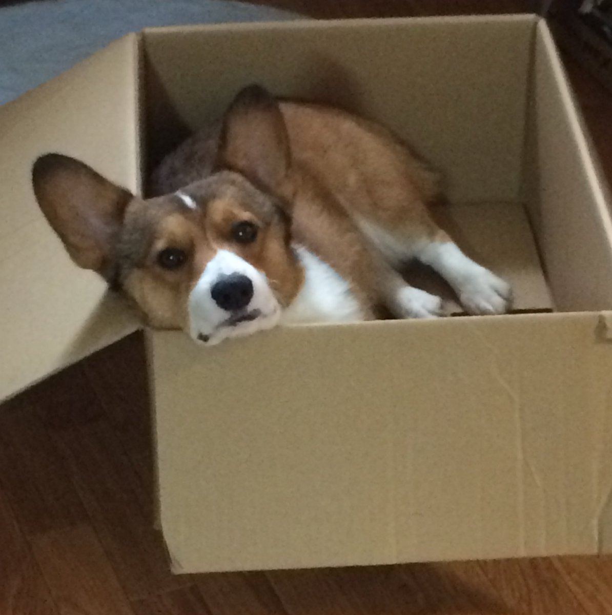 ウェルシュコーギー　額付プリント　アメリカン　シリアルナンバー付き ウェルシュコーギー 額付プリント アメリカン シリアルナンバー付き