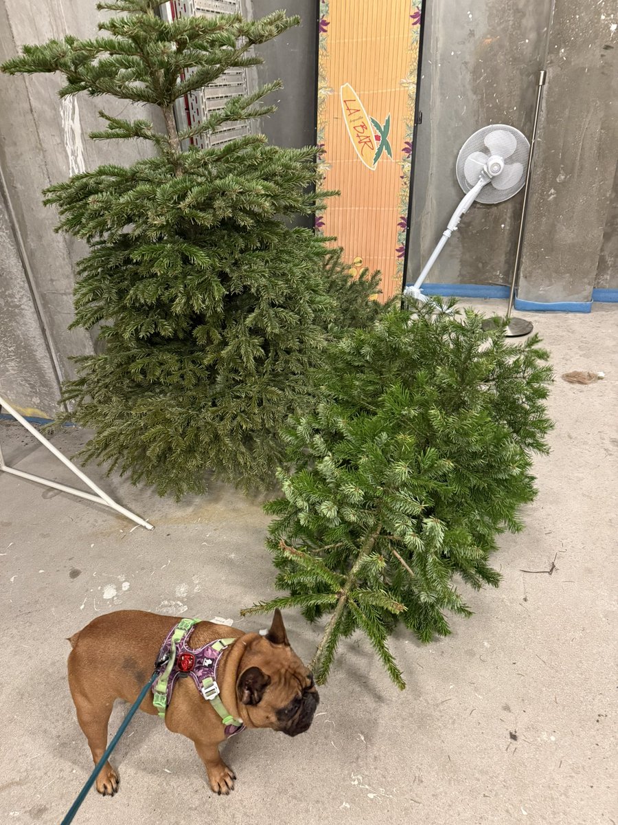 даром, что с датским паспортом, как истинный понаех из постсовка, притащил елку на новый год ☺️