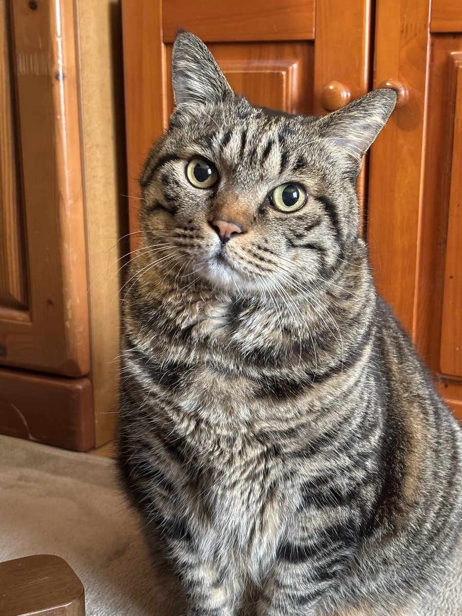 キジトラ虎三郎 (@TH82624015) / Posts / X