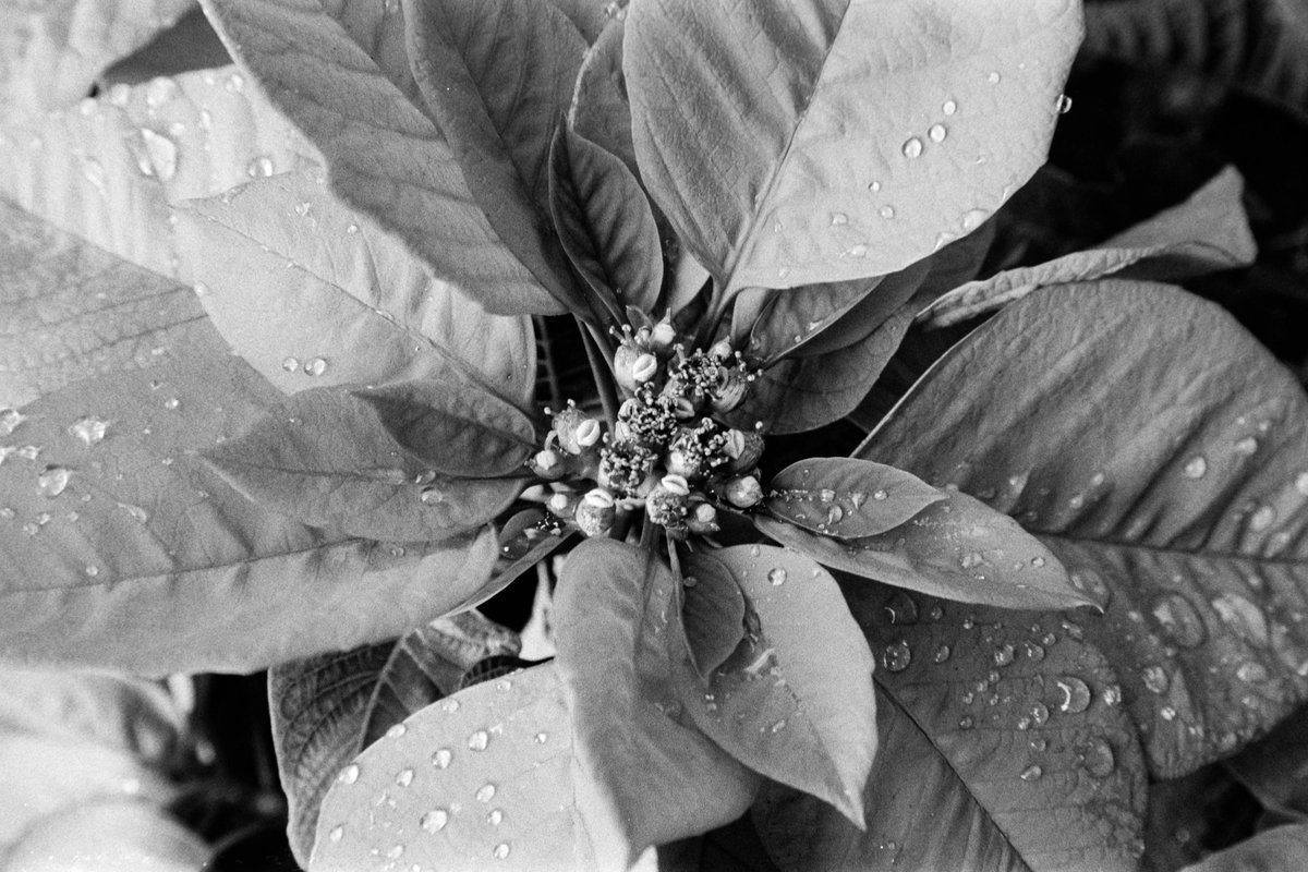 Pactagon's tweet photo. やはりテクスチャーなら黒白の方がいい。

Canon 1v
Sigma ART 24-105mm f/4 DG OS HSM
Ilford HP5 400 x Ilfotec DD-X

#Canon1v #ilfordhp5 #35mm #35mmfilm https://t.co/c1hiJNNpv3