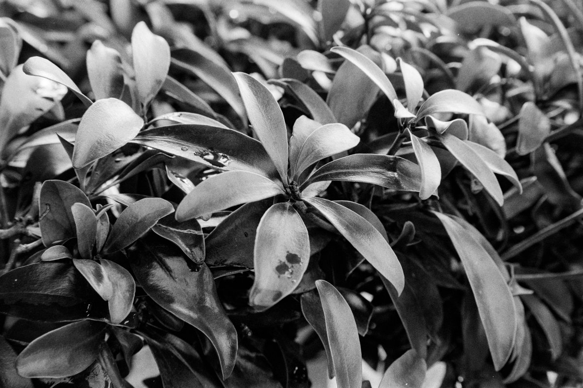 Pactagon's tweet photo. やはりテクスチャーなら黒白の方がいい。

Canon 1v
Sigma ART 24-105mm f/4 DG OS HSM
Ilford HP5 400 x Ilfotec DD-X

#Canon1v #ilfordhp5 #35mm #35mmfilm https://t.co/c1hiJNNpv3