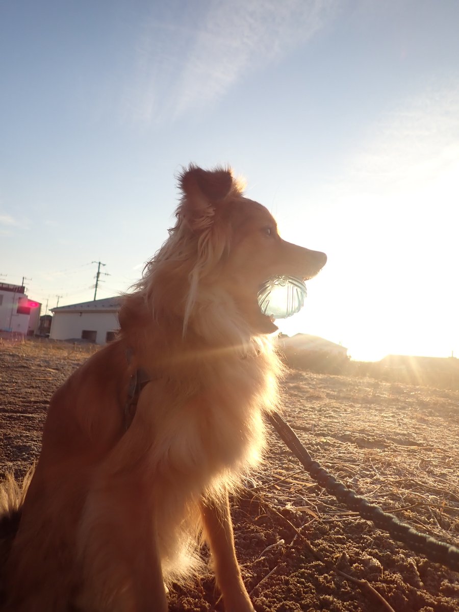 ホシ⭐️ 合計8ポート]LIVE DioZX/ライブディオST/ライブディオJ[AF34]68cc排気3