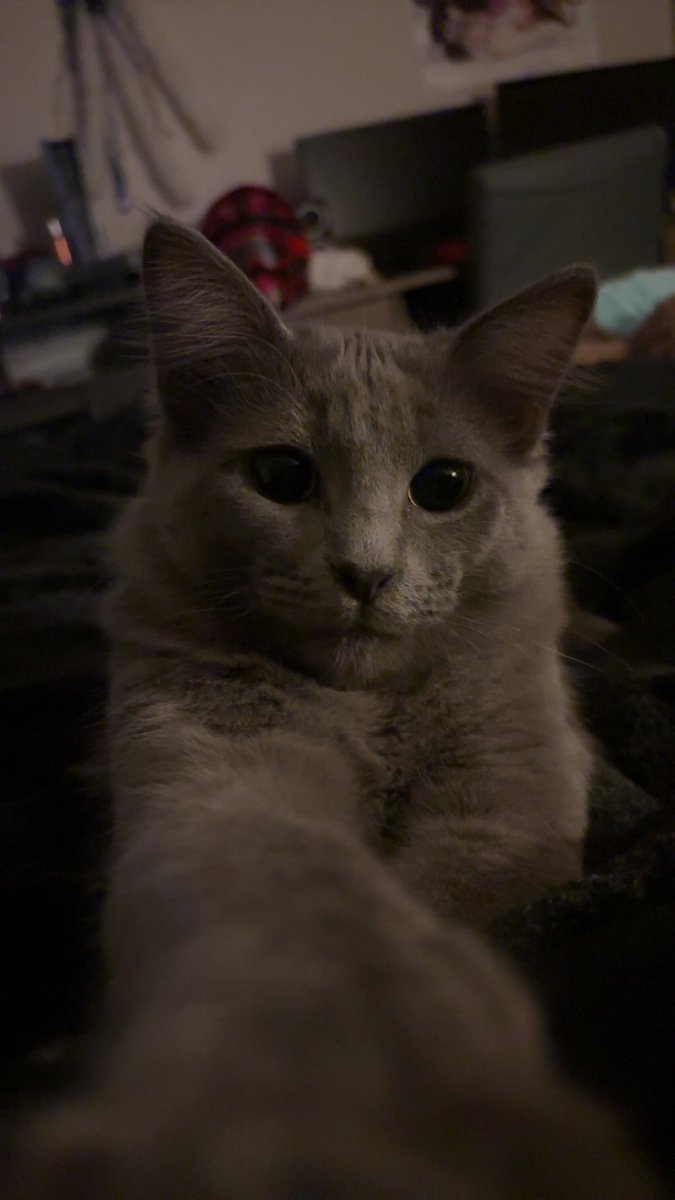 cryptograph313's tweet image. Chip sent me a photo of this cat from a universe he frequently visits, I might have to meet this little kitty cat