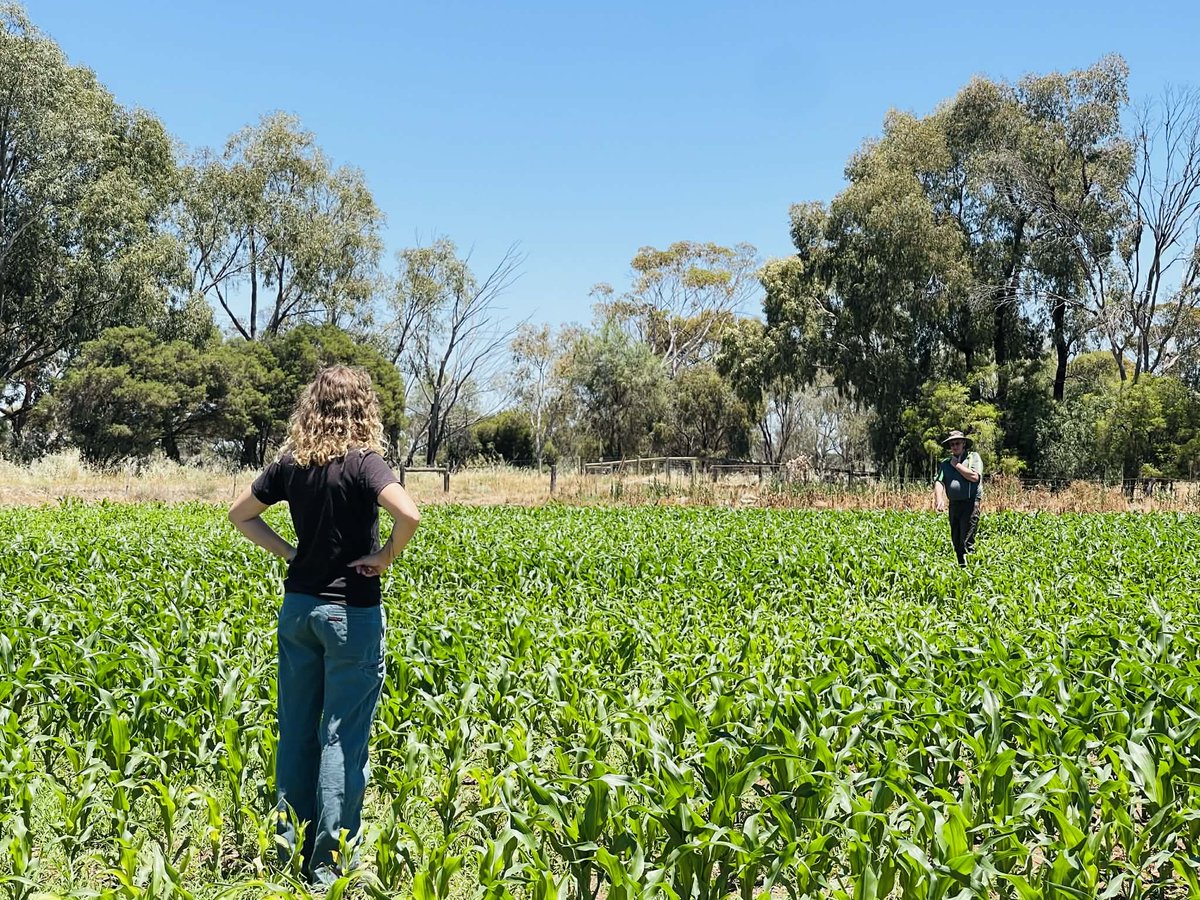 Irrigation Farmers Network (formerly ICC) tweet media
