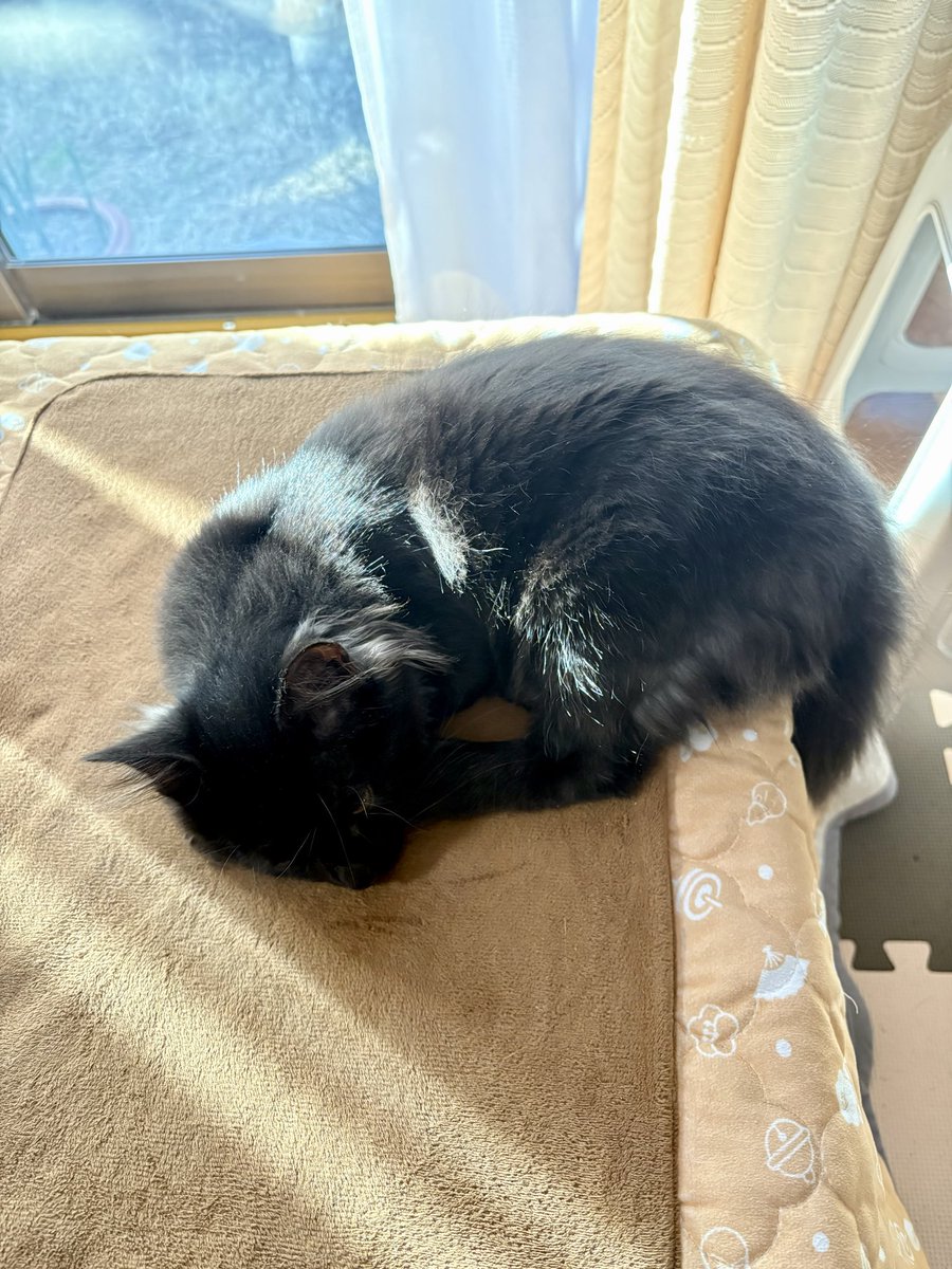 cat_uran's tweet photo. 来年もよろしく
お願いします🥺
#cat #三毛猫 #黒猫 #保護猫 https://t.co/wKrs0eka9Q