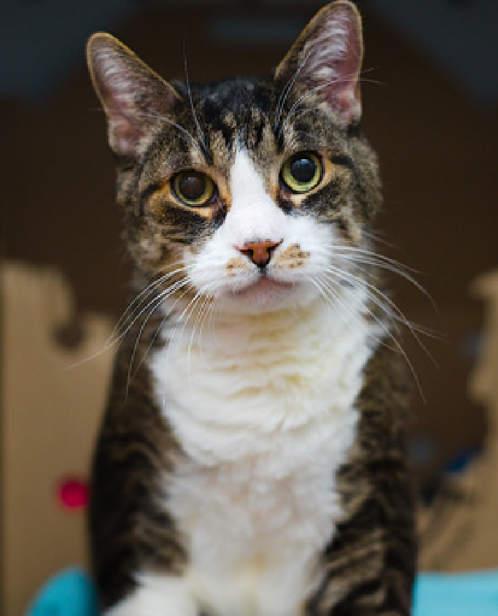 JLthekid9999's tweet photo. 🆘🆘 RALPH (ID 240130), 11 YO, MALE– IN QUEENS ACC - came into the shelter as an owner surrender on 10/25/2025, with the surrender reason stated as person circumstance- moving. 🆘🆘 😿 😿 😿 😿
➡️TBD 01/01/26
➡️ SENIOR ALERT
➡️ MEDICAL PRIORITY – NEEDS MORE CARE AND ATTENTION THAN THE SHELTER CAN PROVIDE.
➡️ 🆘🆘 1ST Chance on Emergency Placement List – VERY URGENT – 🆘🆘 😱🔥🔥😱
➡️ 67 DAYS IN SHELTER – TOO LONG – TIME IS RUNNING OUT
➡️ RALPH IS ON THE EPL FOR MEDICAL REASONS -Ralph is a shy older male cat who has been gradually losing weight since arriving at the shelter. He would benefit from a quiet environment that would allow his to decompress and to be evaluating by a full service veterinary clinic. EATING ISSUES ARE A DEATH SENTENCE IN SHELTER - This evaluation/diagnosis means that RALPH will be given very little time for rescue/foster/adoption.🔥🔥🔥🔥
A volunteer writes: Ralph had a whole life before coming to us. Loved and celebrated as a less playtime and more naptime kind of guy, Ralph used to enjoy spending his time in the bedroom. Things look quite a bit different now and though we know that fresh starts aren't always so easy to ask for, especially for seniors such as himself, Ralph has been trying his best to ask for his. Admittedly his requests don't come out as clearly as I'm sure he'd like because Ralph isn't entirely sure what to make of shelter life. Snuggled up in his box, it's almost like he's trying to snuggle himself right into the corner, and he very likely is, except that when I extended my hand to Ralph, he immediately welcomed me with a gentle nuzzle and then another one until he was resting his whole head in my hand for some scritches. Closing his eyes as he lovingly asked for more, he's a sweet cat who is asking for just one more thing, however, and that's the chance to meet you. Ralph tolerates attention and petting but appears to be moderately fearful or stressed in the shelter. He will likely need time to warm up to his new home. ❤️ 😻❤️ 😻❤️ 😻
NEEDS OUT OF SHELTER ASAP –
Please RT or pledge, if you can, to save this little one.
@AdamsPaulGrimke
💔😿🙏Thank you