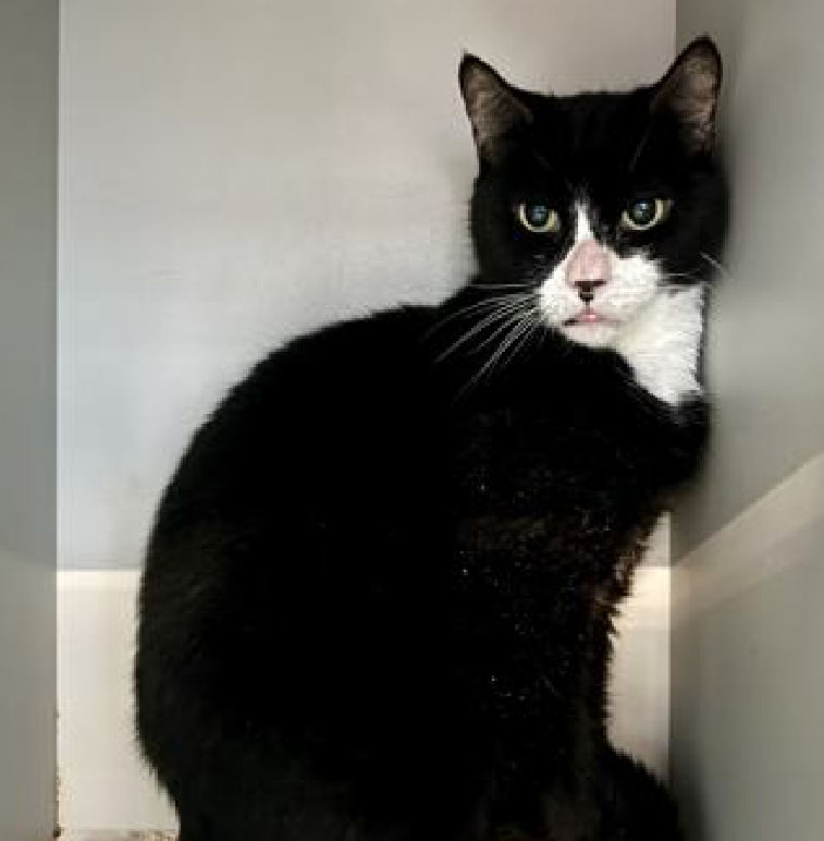 JLthekid9999's tweet photo. ๐๐ PEPPER (ID 240026), 8 YO, MALEโ IN QUEENS ACC - came into the shelter as an owner surrender on 10/24/2025, with the surrender reason stated as person health - medical. ๐๐ ๐ฟ ๐ฟ ๐ฟ ๐ฟ
โก๏ธTBD 01/01/26
โก๏ธ SENIOR ALERT
โก๏ธ NEW HOPE PARTNER RESCUE ONLY
โก๏ธ ๐๐ 1ST Chance on Emergency Placement List โ VERY URGENT โ ๐๐ ๐ฑ๐ฅ๐ฅ๐ฑ
โก๏ธ 68 DAYS IN SHELTER โ TOO LONG โ TIME IS RUNNING OUT
โก๏ธ PEPPER IS ON THE EPL FOR BEHAVIORAL REASONS - He is not thriving in the care center and continues to display distance-increasing behavior when approached for interactions. He has not warmed up despite staff using treats to build a positive association. This evaluation/diagnosis means that RALPH will be given very little time for rescue/foster/adoption. ๐ฅ๐ฅ๐ฅ๐ฅ
I have lived with cats in my previous home. I'm an independent kitty who likes to do my own thing. I am looking for a home with a patient person. I can be slow to adjust to new environments. I prefer to take things at my own pace. I would appreciate slow introductions to new people and places to help me feel safe. I'm sensitive and shy. I'll need extra help from you. โค๏ธ ๐ปโค๏ธ ๐ปโค๏ธ ๐ป
NEEDS OUT OF SHELTER ASAP โ
Please RT or pledge, if you can, to save this little one.
@AdamsPaulGrimke
๐๐ฟ๐Thank you