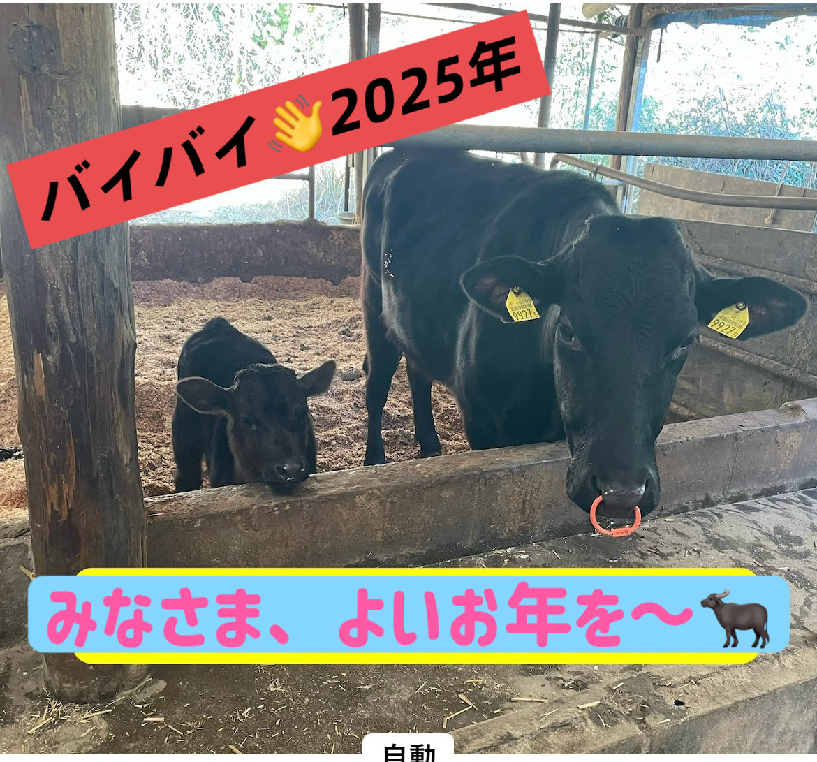 Meat_Foods's tweet photo. 日頃より
松畜商品をご愛用いただき
誠にありがとうございます😊

いよいよ、今日まで❗️
今年も、
牧草販売と並行して
大切に育てた牛で新しい商品を作り、
催事や商談のイベントに参加致しました❗️
多くの人と出会い、助けられた1年でした☺️

来年も素敵な年になることを願って✨みなさま良い年末を❗️ https://t.co/peOCHjXQSj