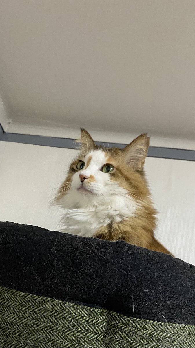 🍀おはようございます😃ニャ🐈🐾🍀