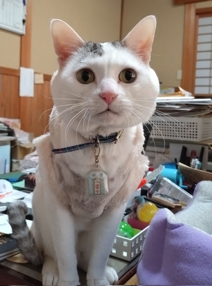 テンちゃん、本年最後の出勤です 新年は5日頃から仕事始め