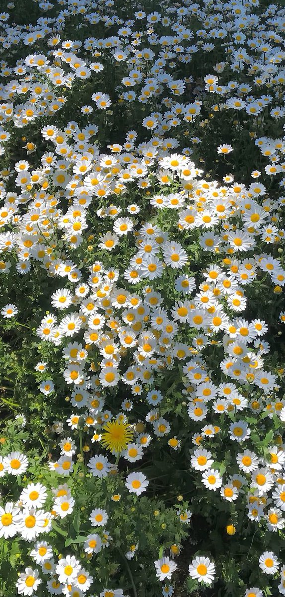 mathgarr's tweet image. 絵を来る 🐍