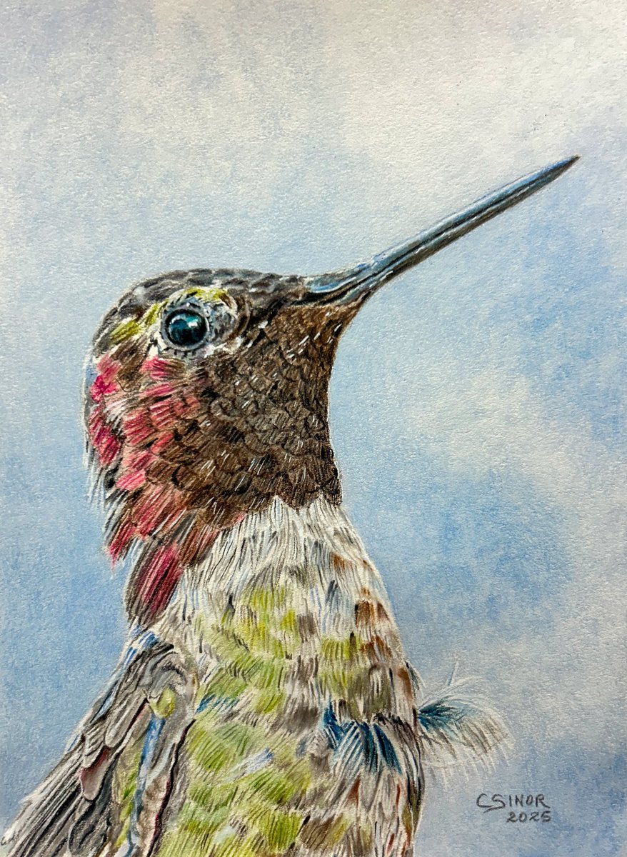 CindySinor's tweet photo. New! My last colored pencil drawing of 2025.
Hummingbirds symbolize joy, resilience, and living fully in the present—their wings beat so fast they seem to hover in time. As the year ends, this tiny bird reminds me to savor every moment and keep creating with energy and heart. Thank you all for your incredible support throughout 2025. Your follows, comments and likes mean the world and keep me creating and sharing. I hope my art content inspires and educates along the way. Here's to more color, wonder, and growth in 2026!