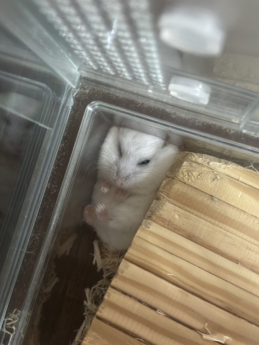 ぐっすりハムスター