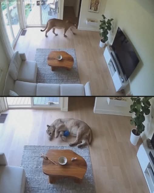 In a quiet California neighborhood tucked up against the foothills, a family got home and watched their security footage—then just stared at the screen, because it didn’t feel real.

A mountain lion had wandered straight through their open patio door.

Not stalking. Not hunting.