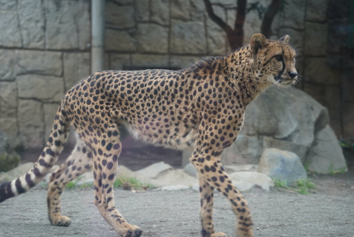 2025年 🐆 #チーター #カロリーナ #多摩動物公園