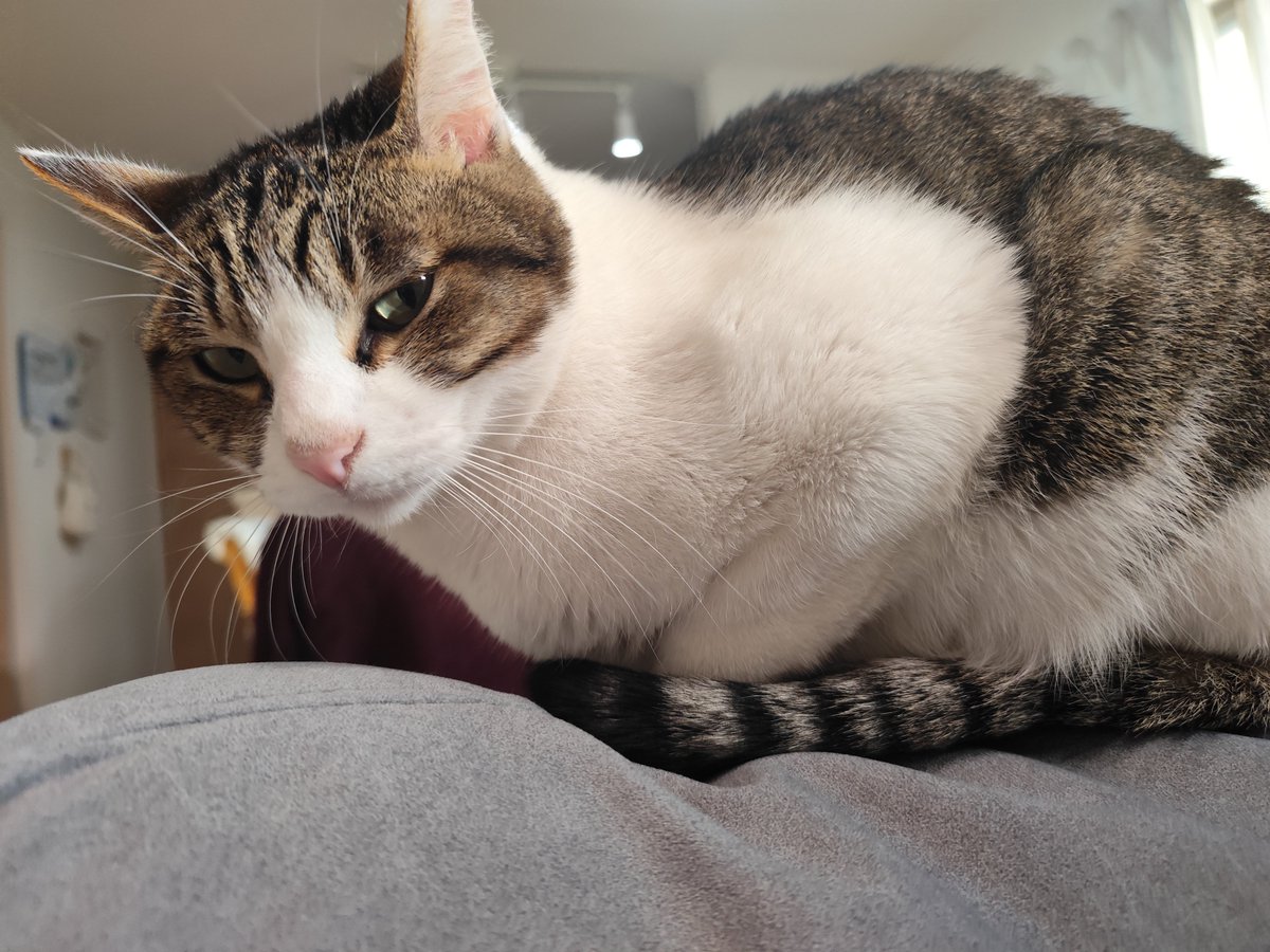 大晦日にソファークッションの上に座る猫爆誕😆