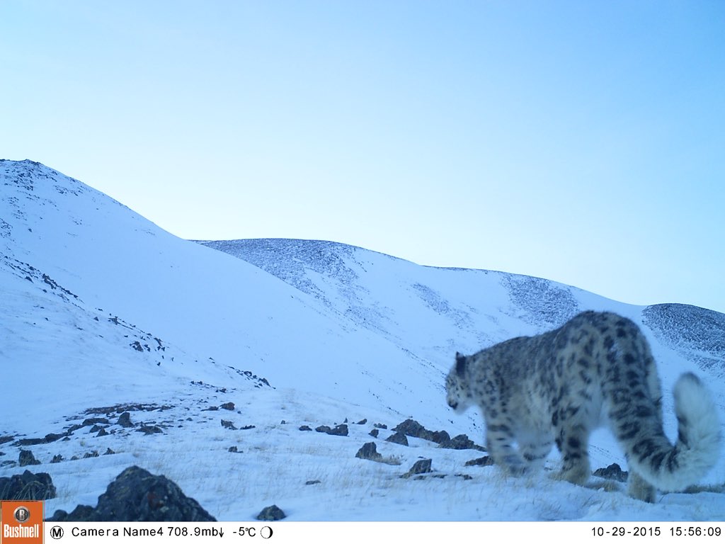 Trail_Cams's tweet image. 