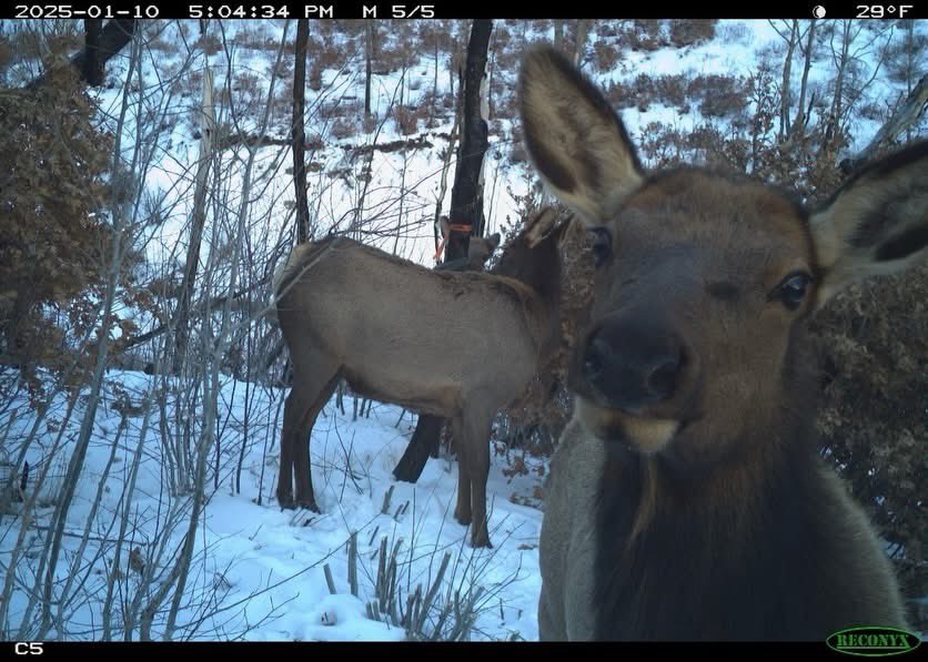 Trail_Cams's tweet photo. https://t.co/J73LlEvN4h