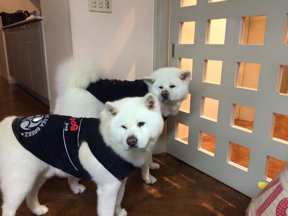 ペピねえたん tweet media