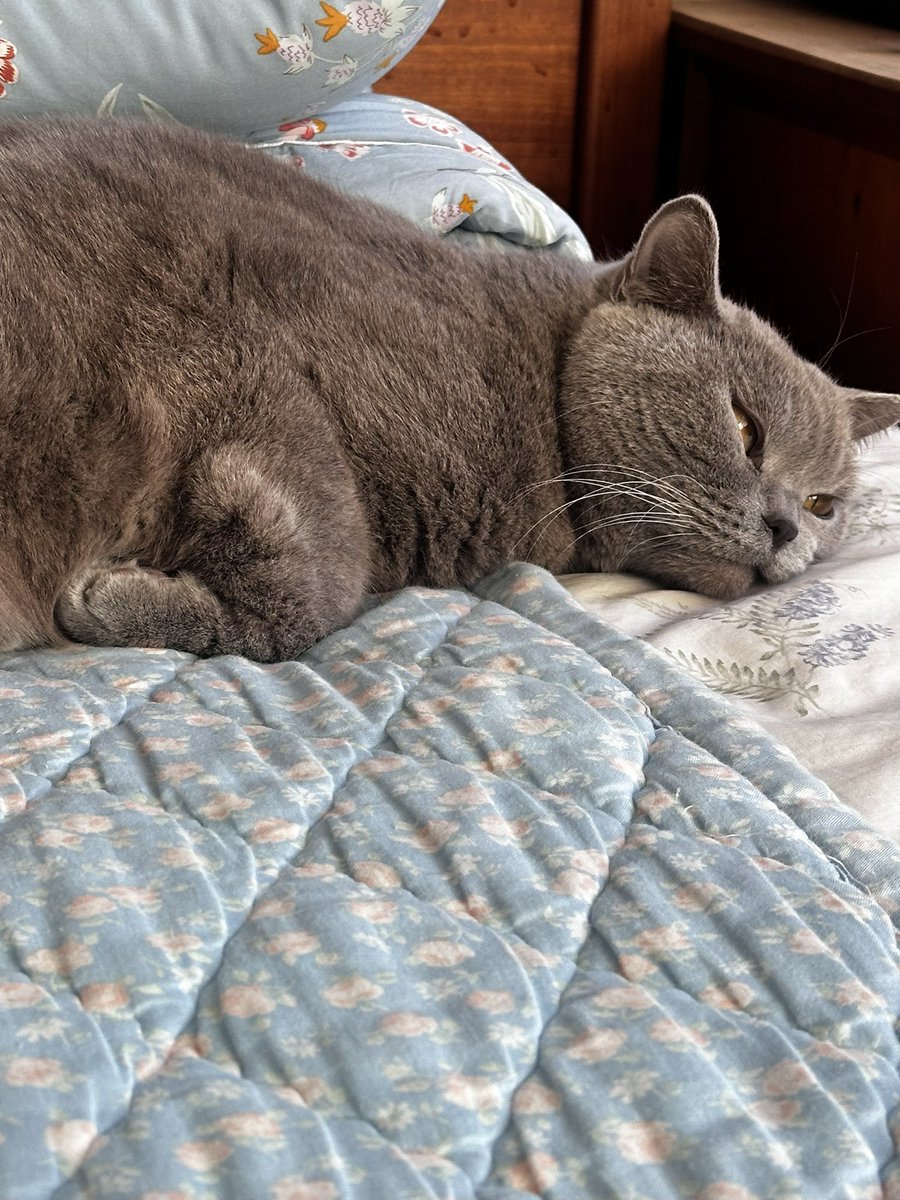 나도 잘때 손목 저러고 있어야 잠드는디 
치코도 맨날 손목 꺽고 잠