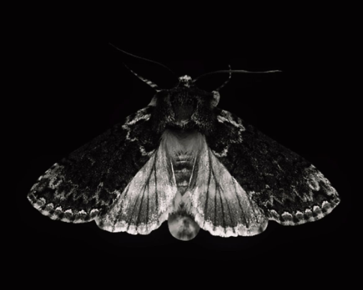 gh0stfacegf's tweet image. gothic butterflies